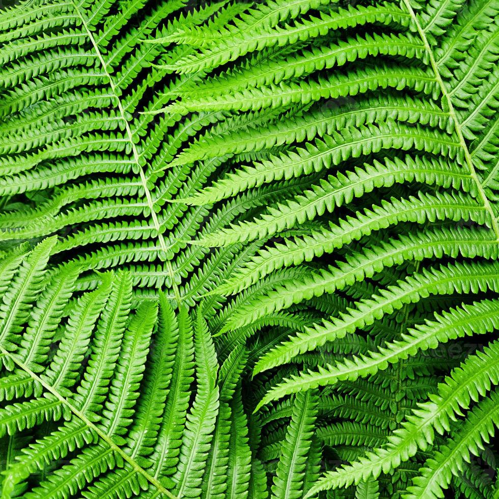 natuurpatroon gemaakt van groene varenbladeren. foto