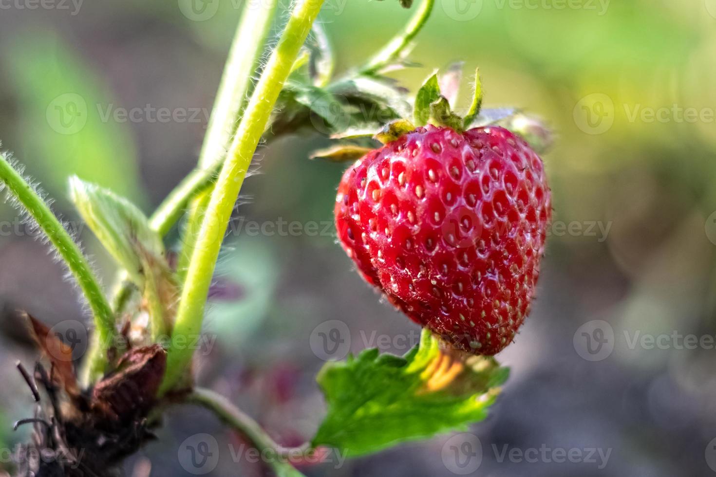 op een onscherpe achtergrond, rijpe rode aardbeien op een struik in de tuin. foto