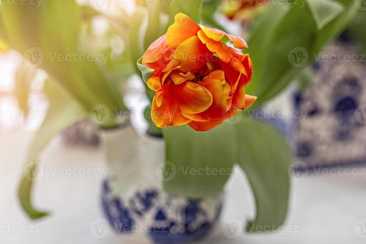 geel-rode tulp in een vaas in de tuin. voorjaar. bloeien. foto