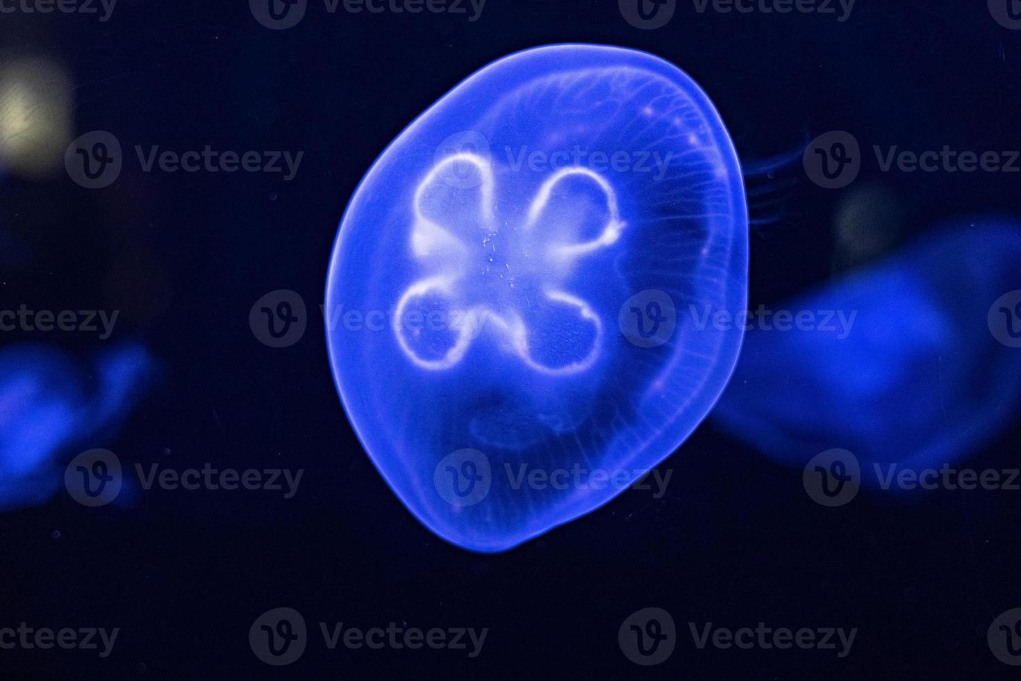 achtergrond van prachtige blauwe neon kwallen. aquarium foto