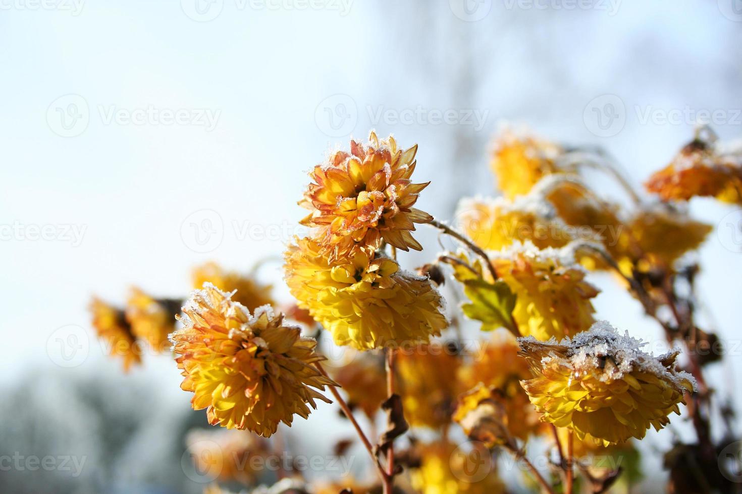 gele bloemen zijn bedekt met vorst. gele chrysanten bedekt met sneeuw foto