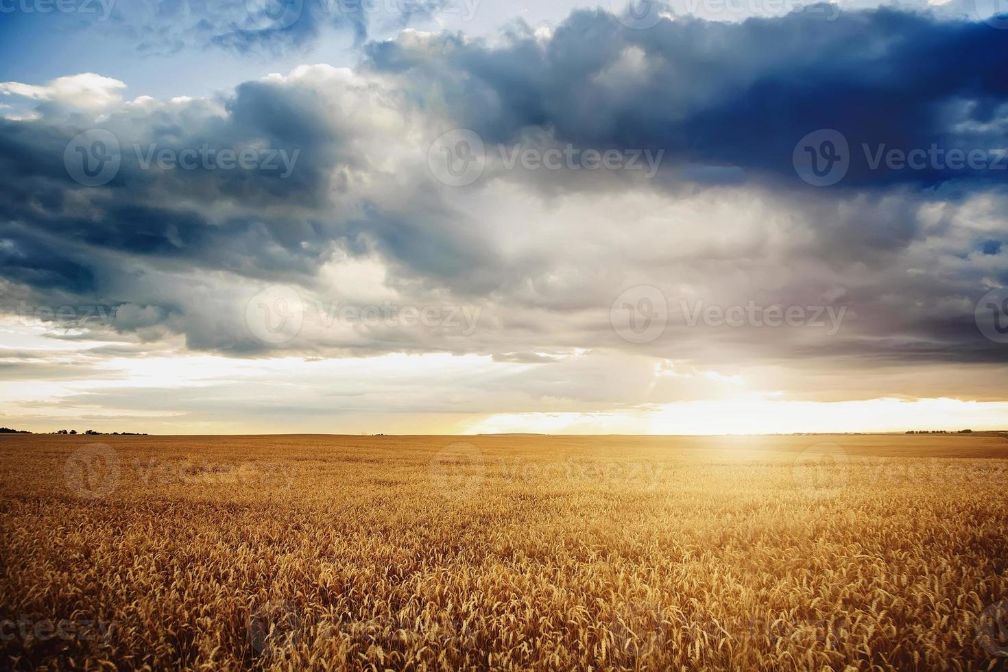 achtergrond van rijpende oren van gele tarweveld bij zonsondergang bewolkte oranje hemelachtergrond. kopiëren van zonovergoten plekken aan de horizon in landelijke weiden close-up van de natuur foto het idee van een rijke oogst