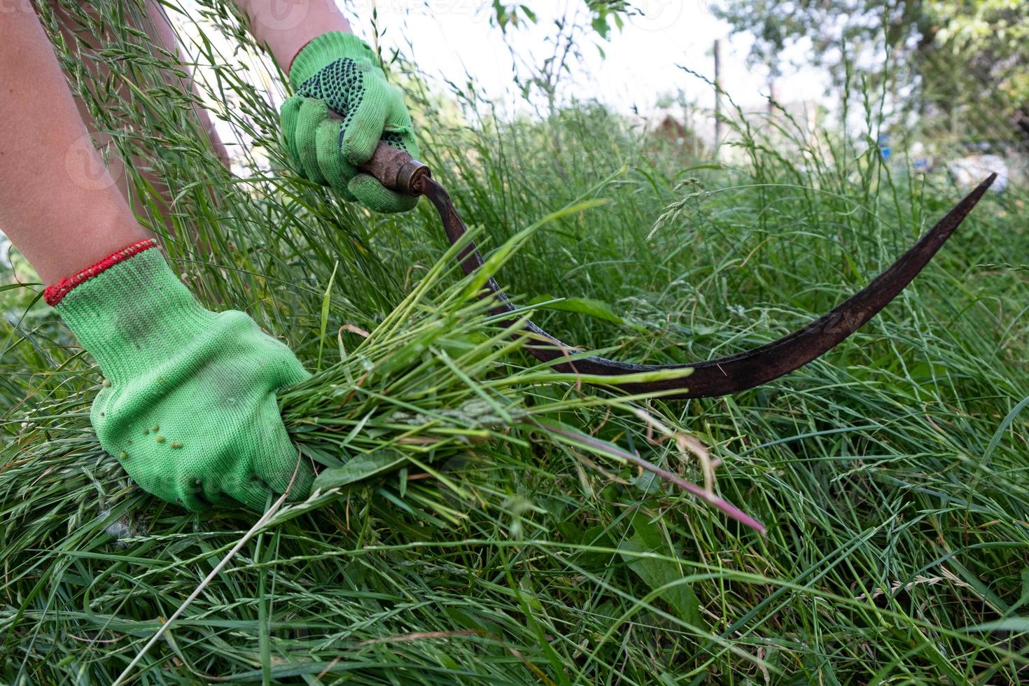 proces gras schoonmaken met een sikkel foto