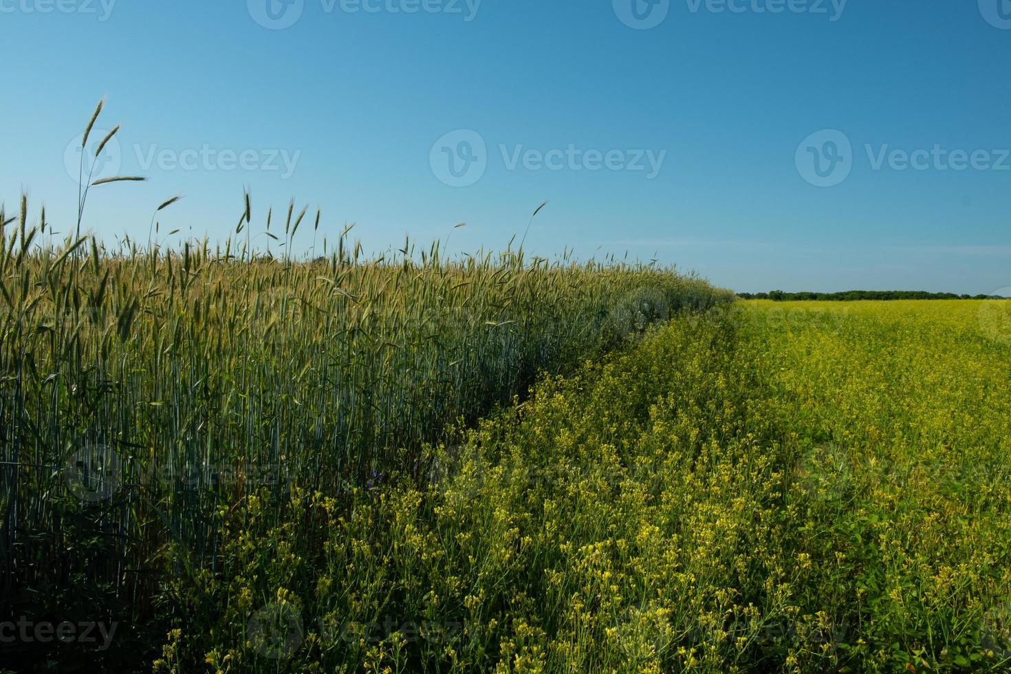 velden beplant met verschillende gewassen foto