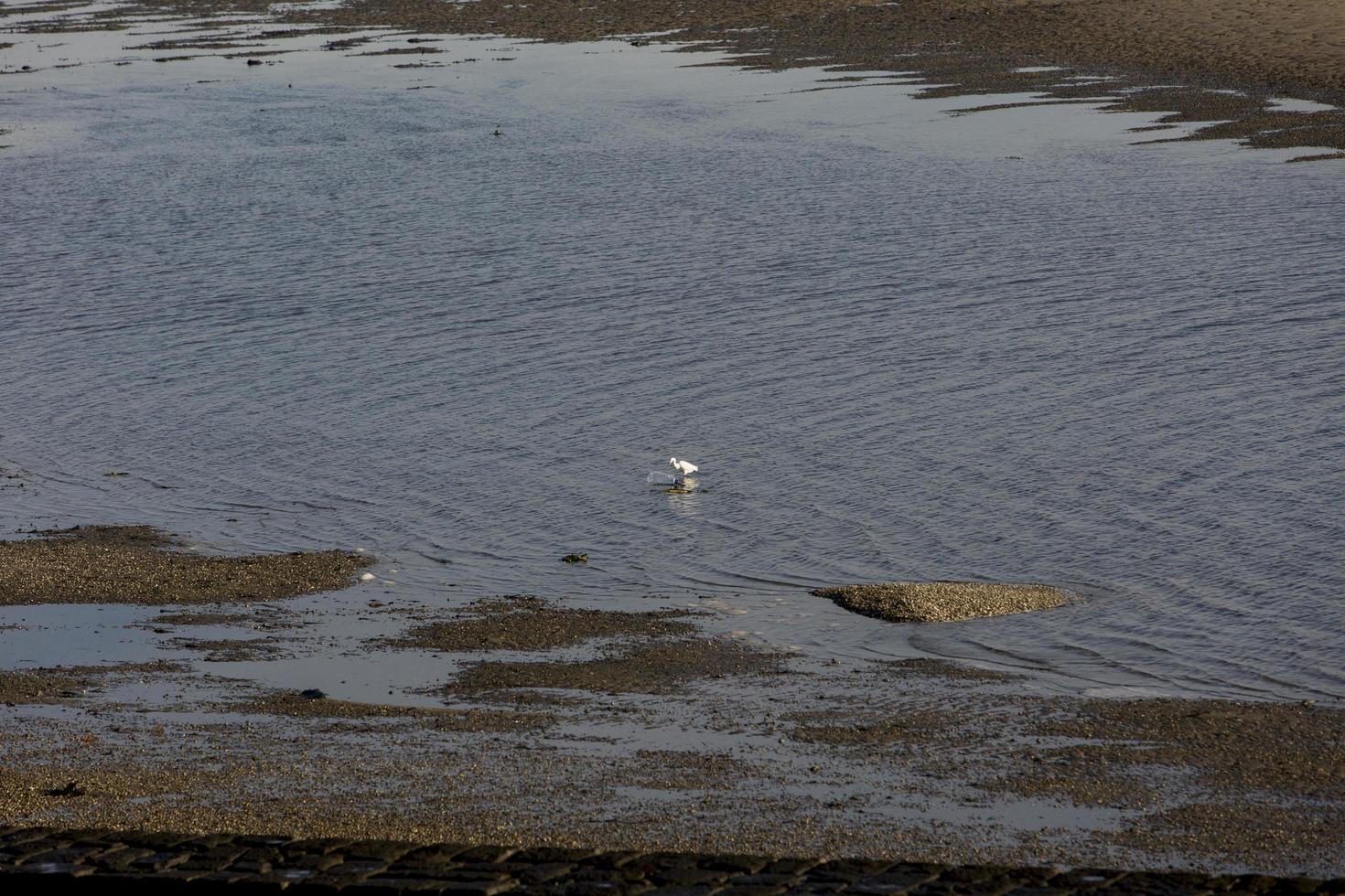 witte reiger en plastic fles in ria de aveiro, portugal foto