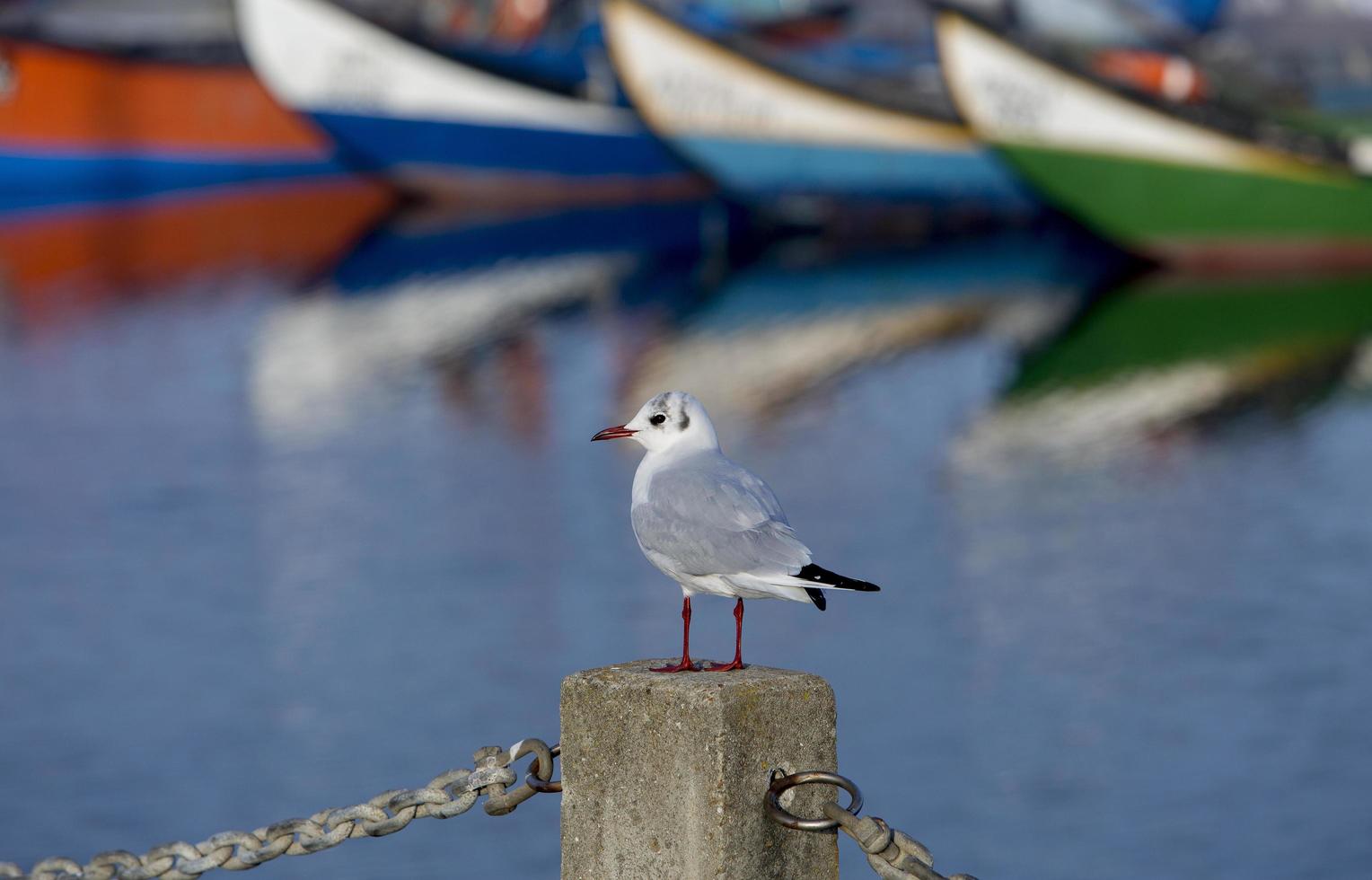 meeuwen meeuwen in de ria de aveiro in portugal foto