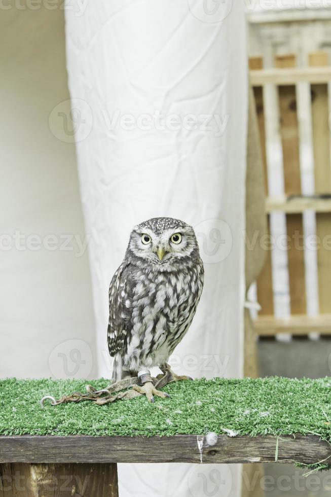 pygmee uil vogel foto