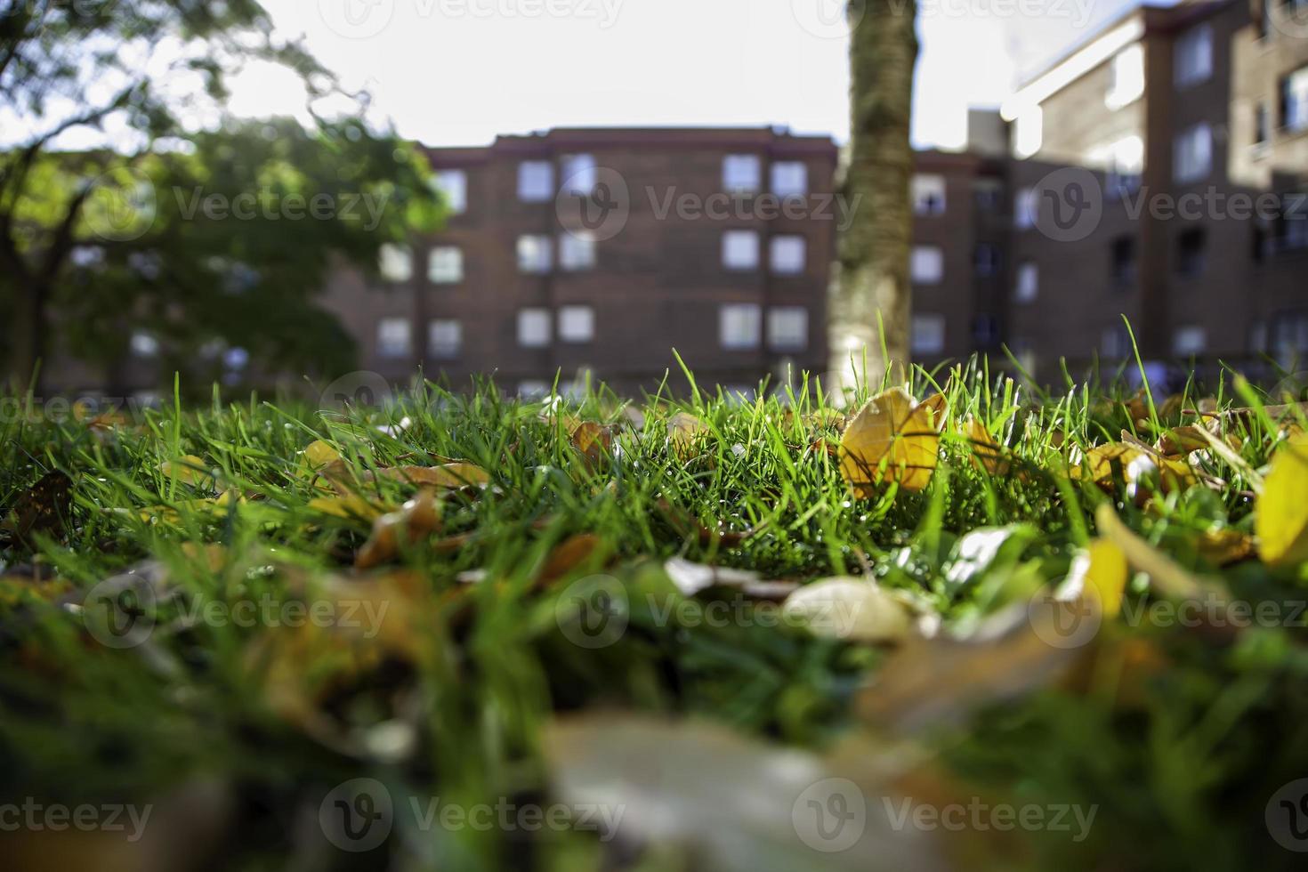 herfstbladeren grond foto