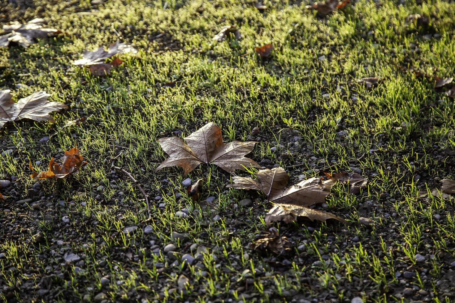 herfstbladeren grond foto