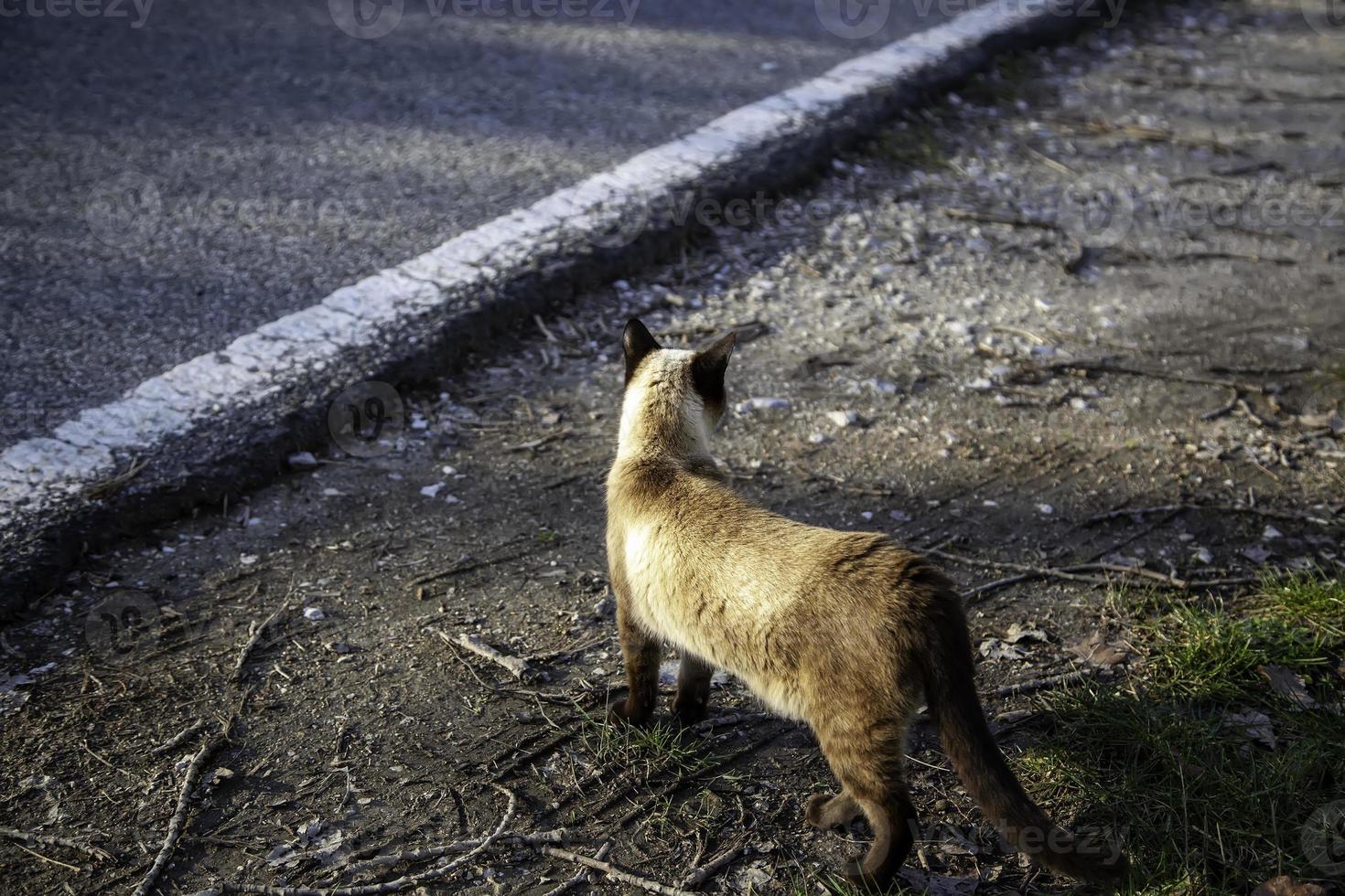 siamese kat op de weg foto