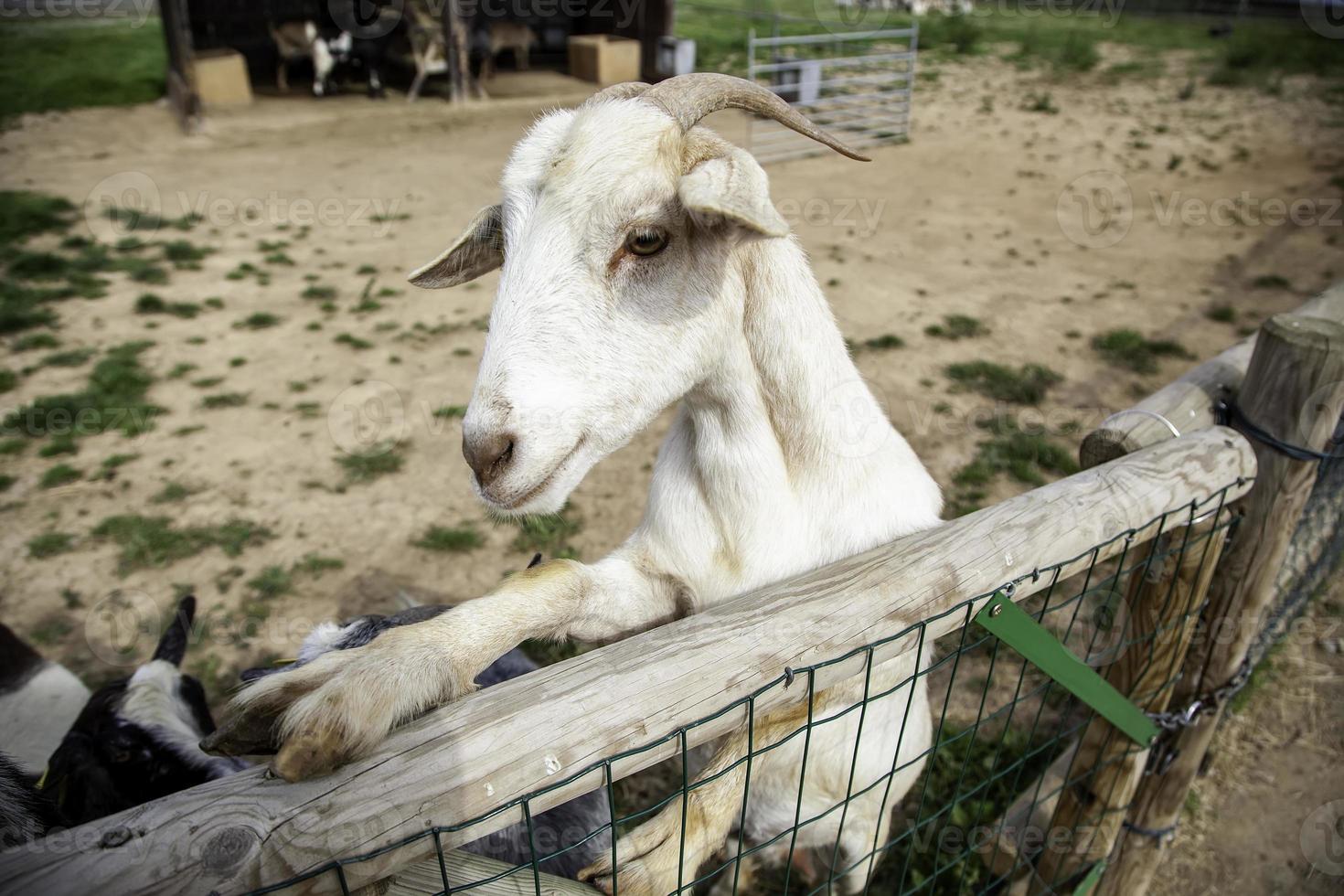 geiten op boerderij foto