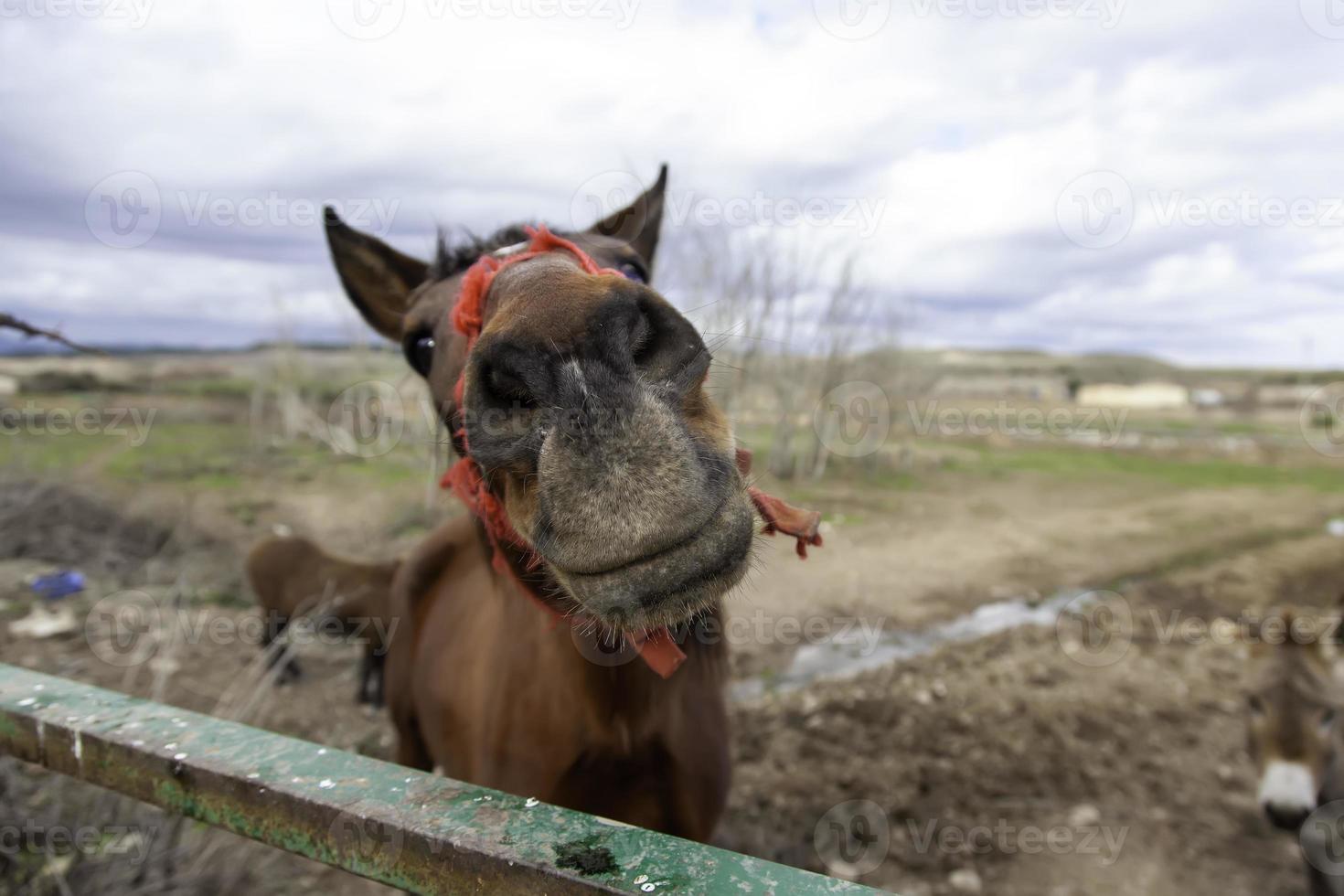 bos van wilde paarden foto