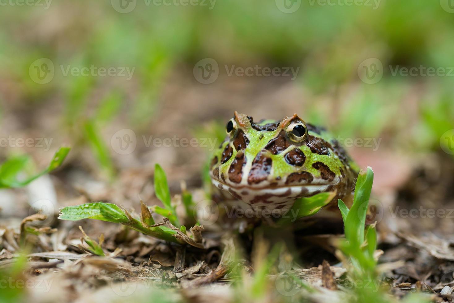 close-up Argentijnse gehoornde kikker op de grond foto