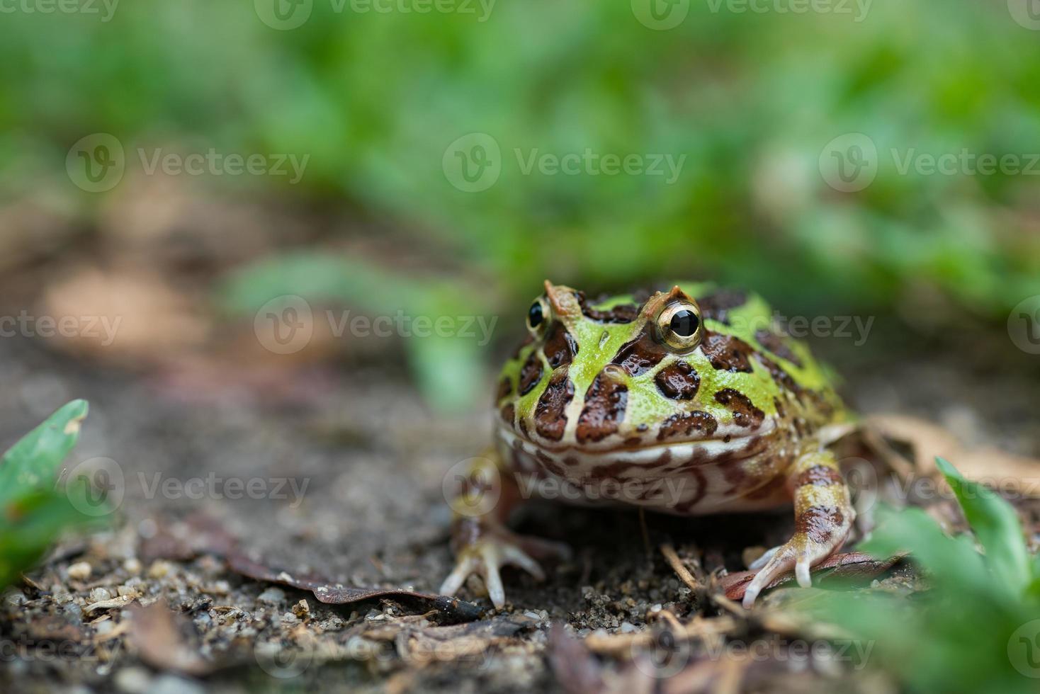 close-up Argentijnse gehoornde kikker op de grond foto