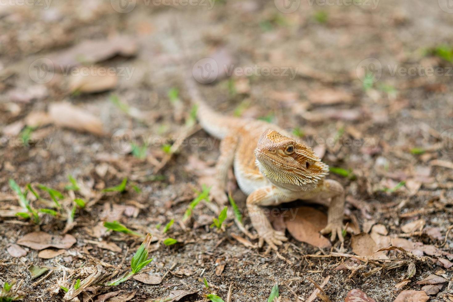 bebaarde draak op de grond met wazige achtergrond foto