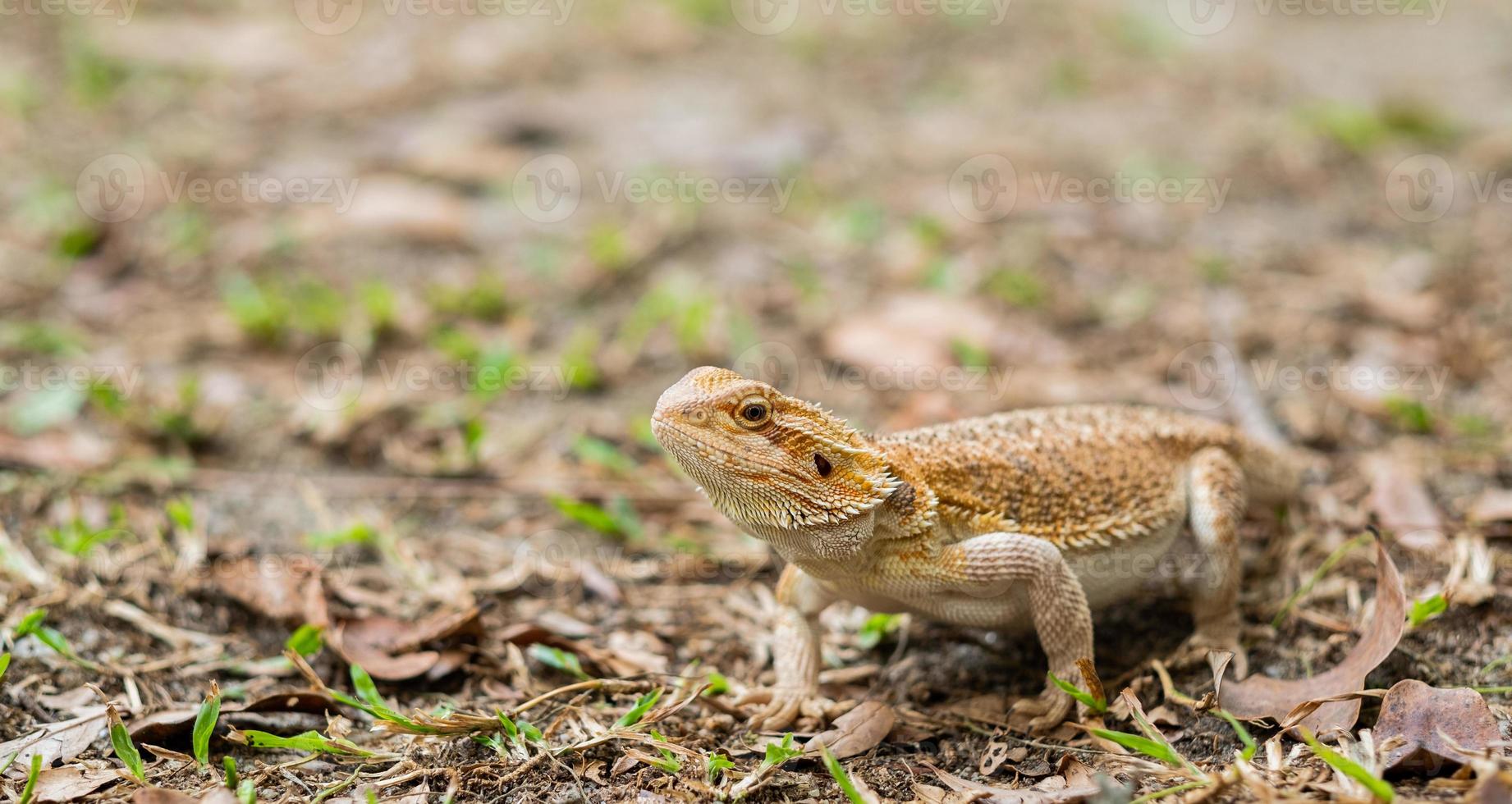 bebaarde draak op de grond met wazige achtergrond foto