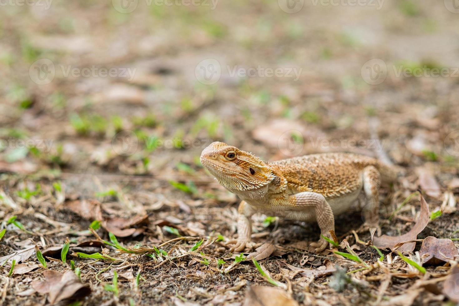 bebaarde draak op de grond met wazige achtergrond foto