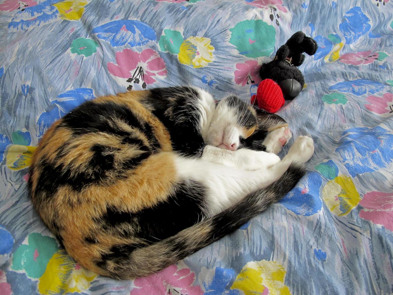 een kitten met een roze snuit en lange oren is op hun hoede voor de camera, portugal foto