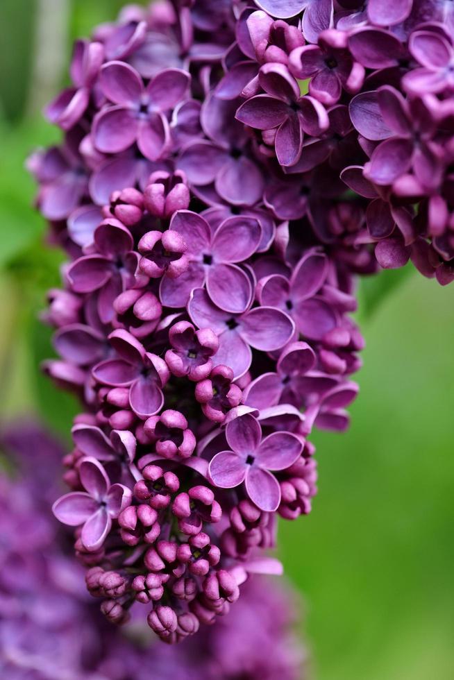 selectieve aandacht close-up abstracte fotografie. lila bloemen in de tuin. foto