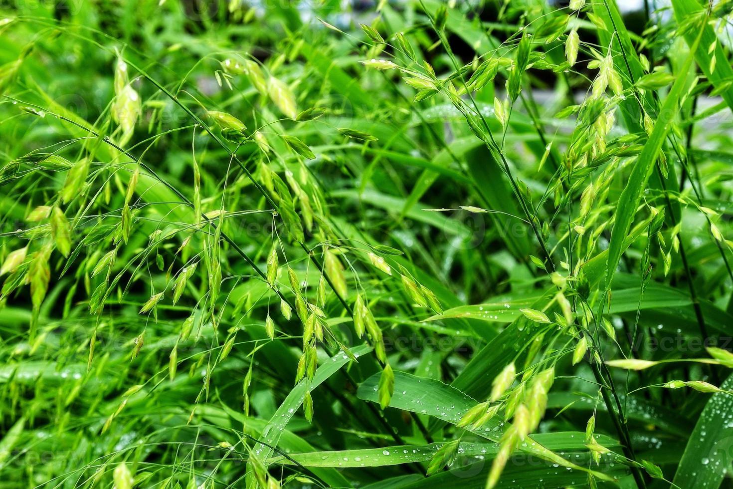 selectieve aandacht. beeld. close-up van vers groen gebladerte met waterdruppels na regen - afbeelding foto