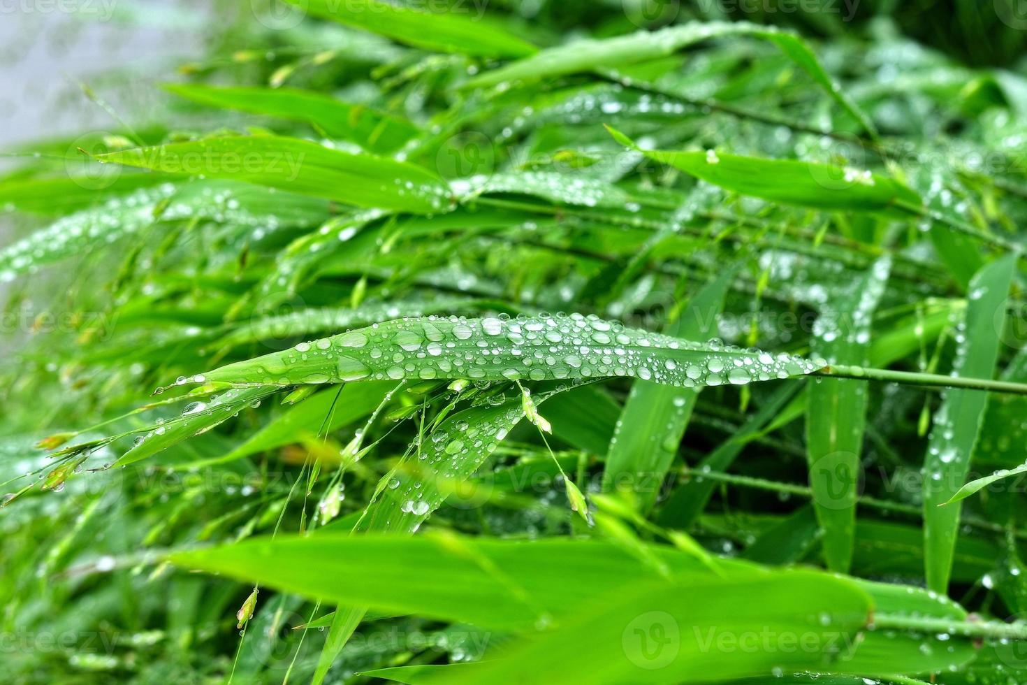 selectieve aandacht. beeld. close-up van vers groen gebladerte met waterdruppels na regen - afbeelding foto