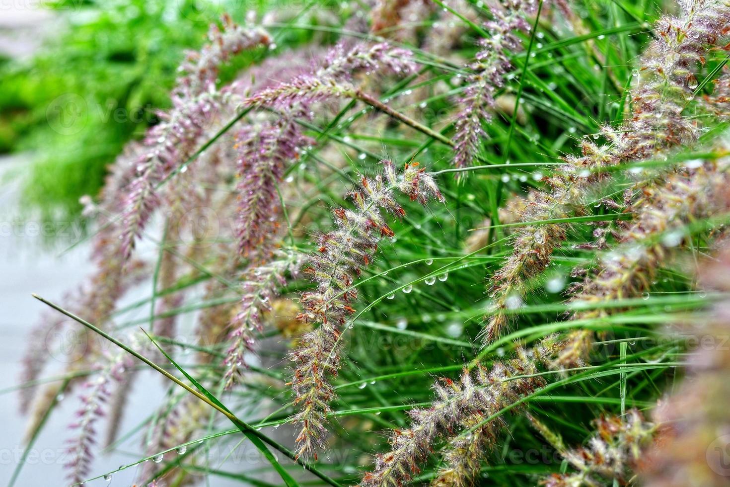 selectieve aandacht. beeld. close-up van vers groen gebladerte met waterdruppels na regen - afbeelding foto