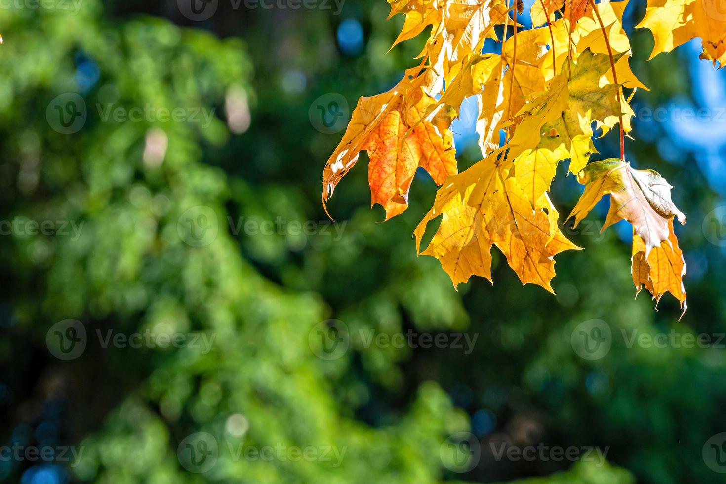 herfst esdoorn bladeren in onscherpe achtergrond, gebladerte, zonlicht - afbeelding foto