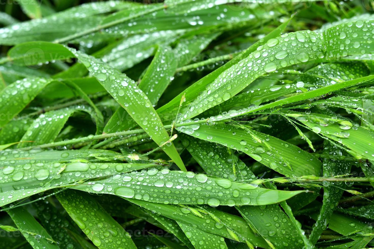 selectieve aandacht. beeld. close-up van vers groen gebladerte met waterdruppels na regen - afbeelding foto