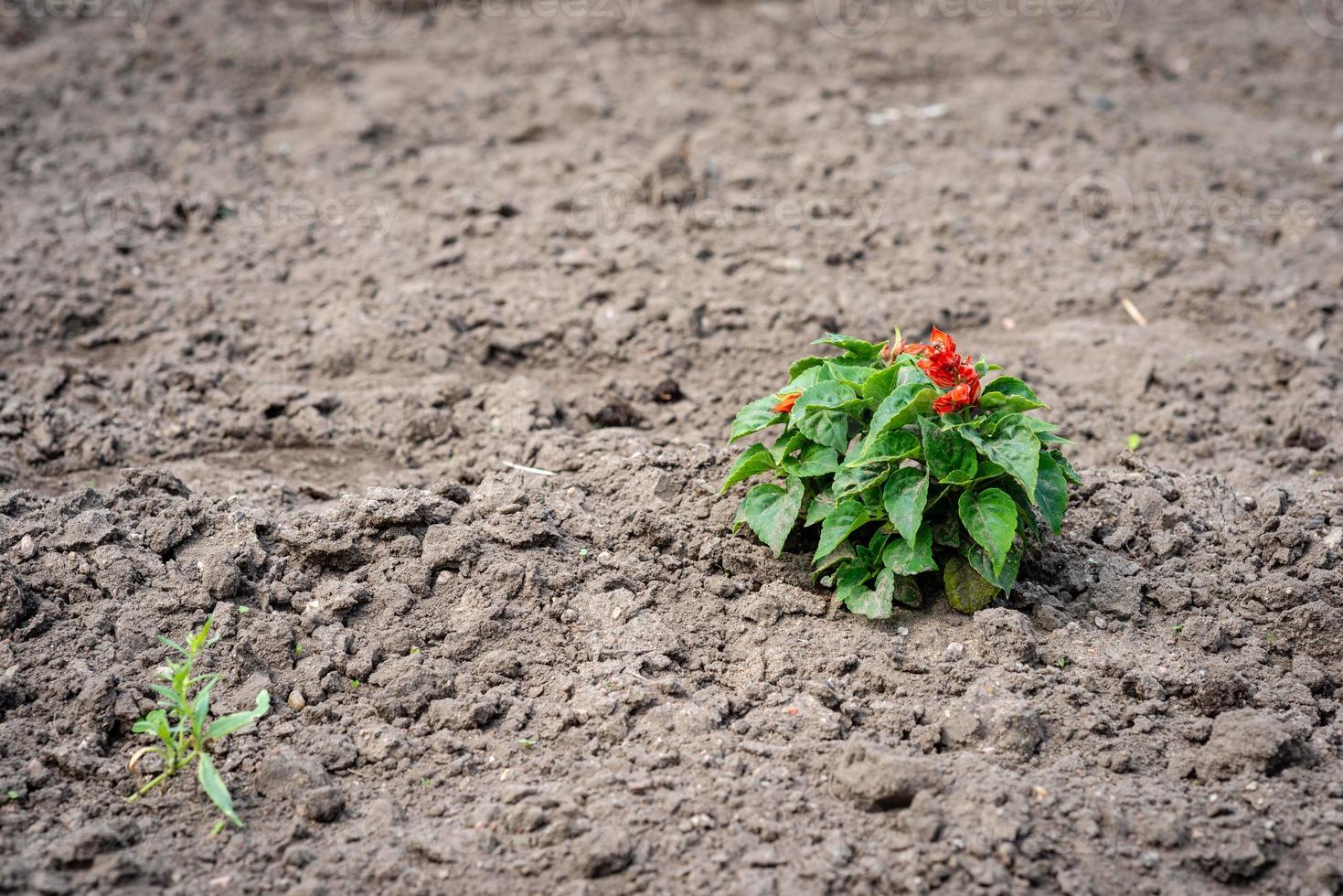 selectieve focus fotografie. behandelde grond met een eenzame plant. foto