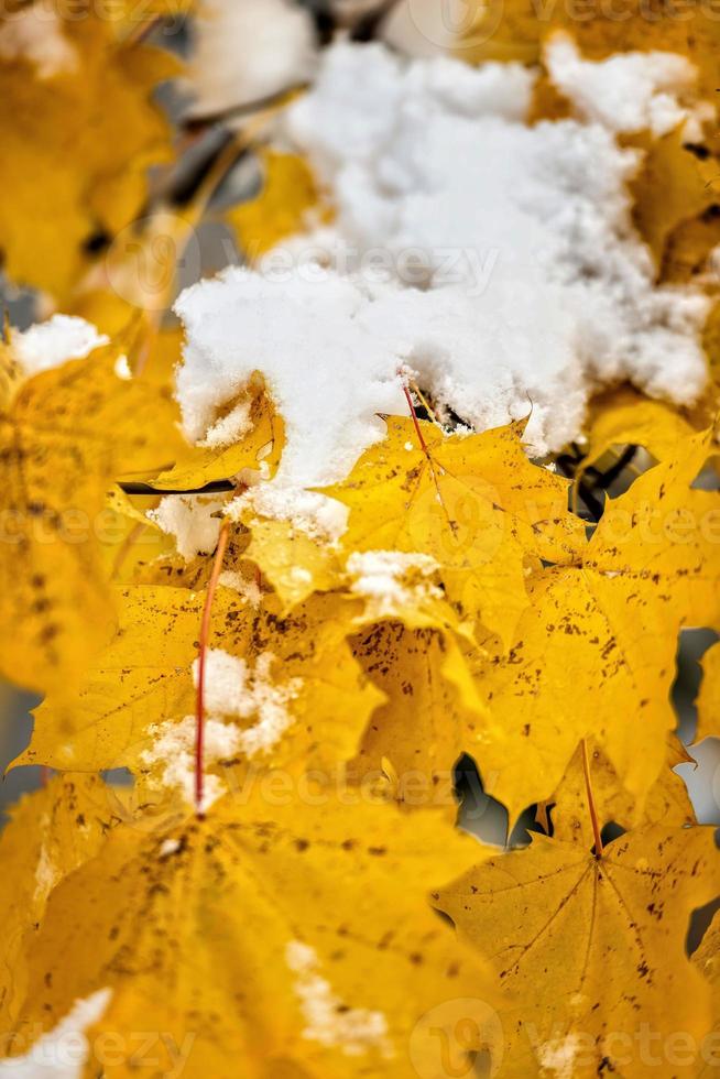 abstracte fotografie. witte sneeuw gevallen op gele herfstbladeren. foto