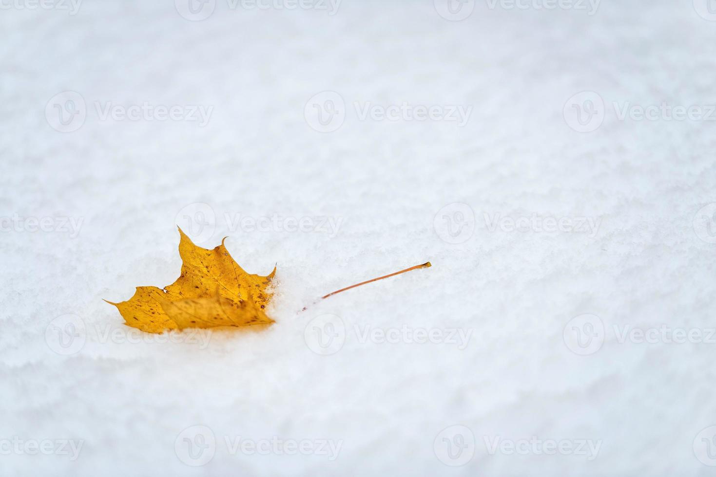 abstracte fotografie. geel esdoornblad in witte sneeuw. foto