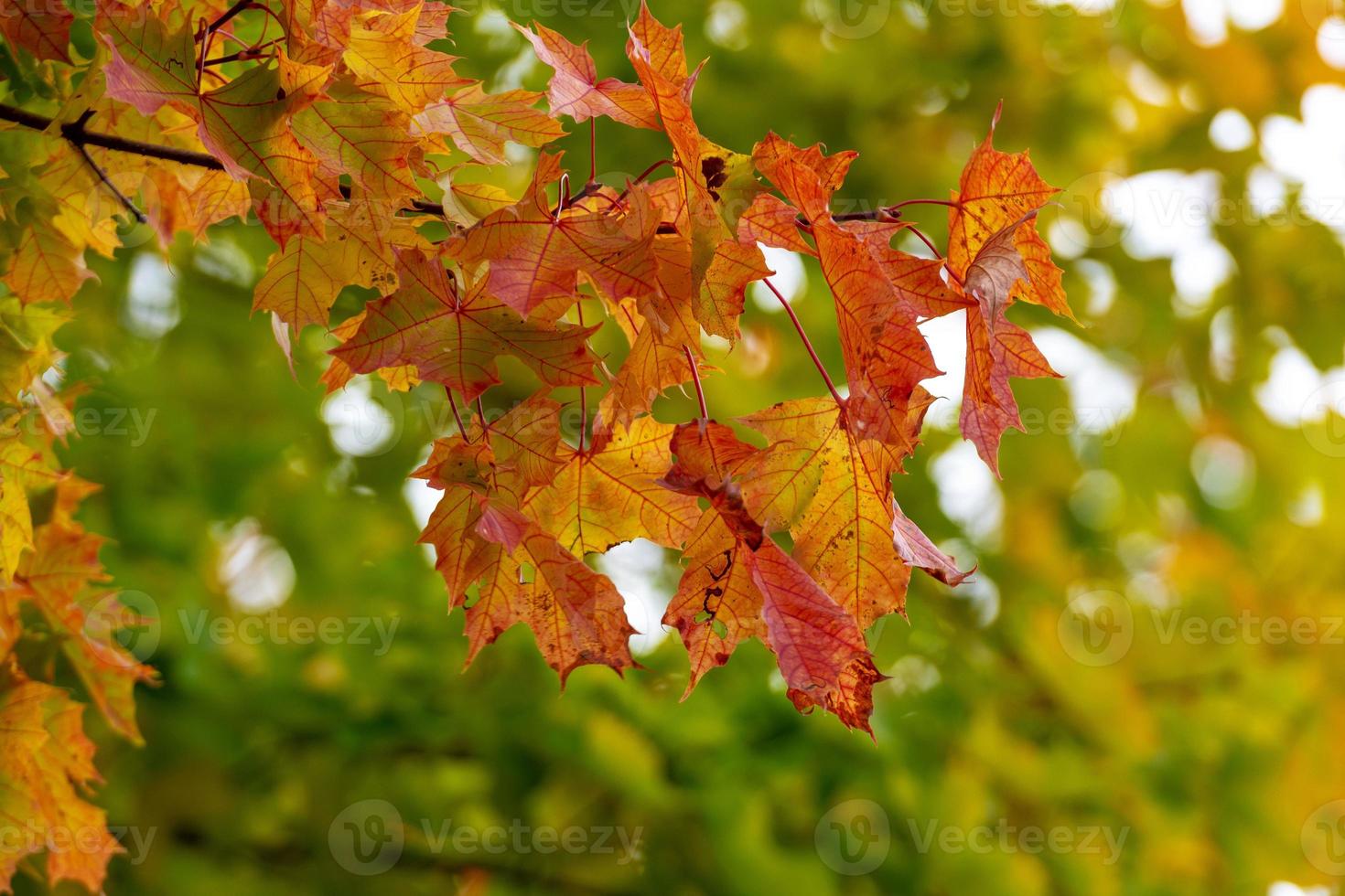 selectieve focus foto. esdoorn met gekleurde herfstbladeren. foto