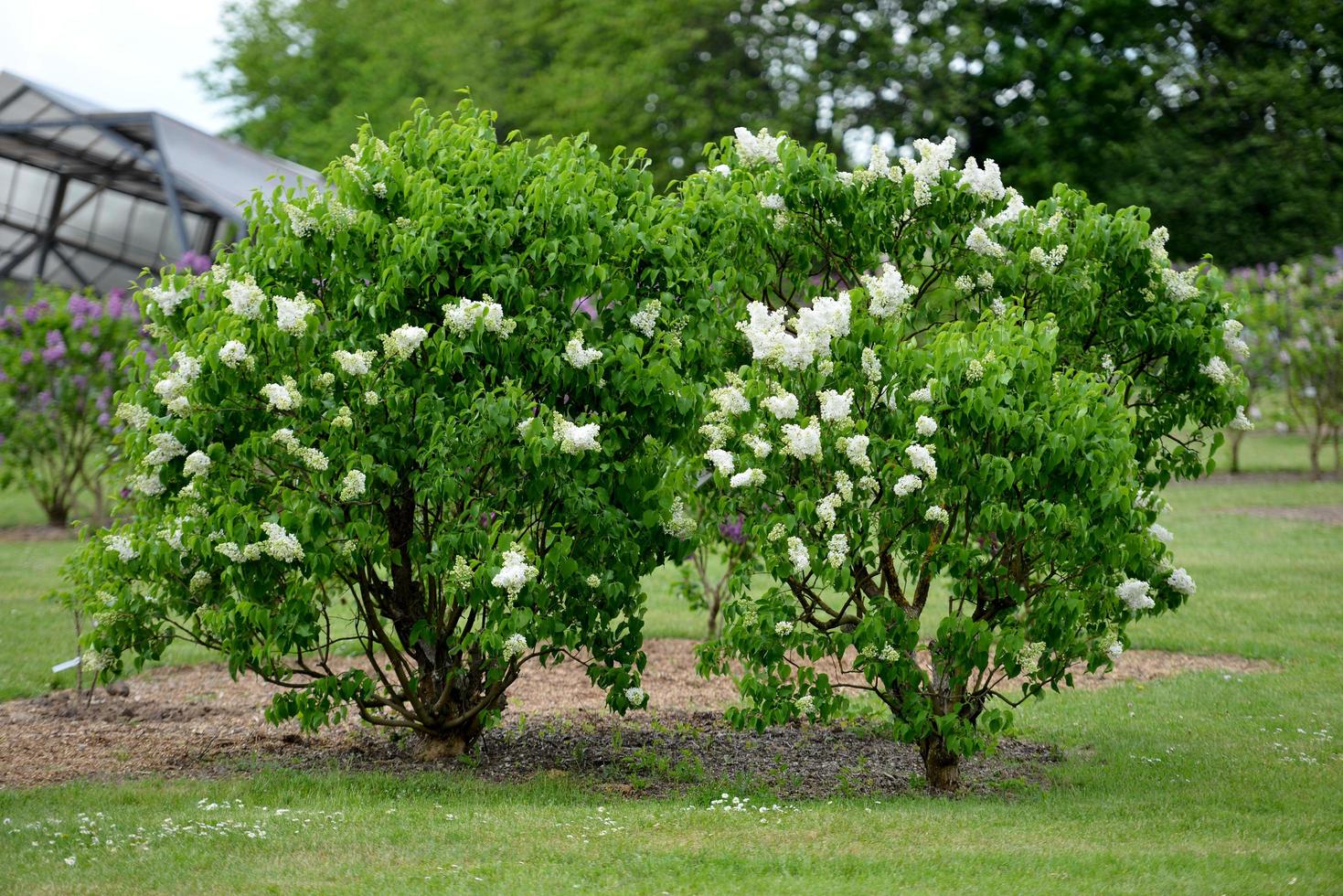 witte bloemen in de tuin foto