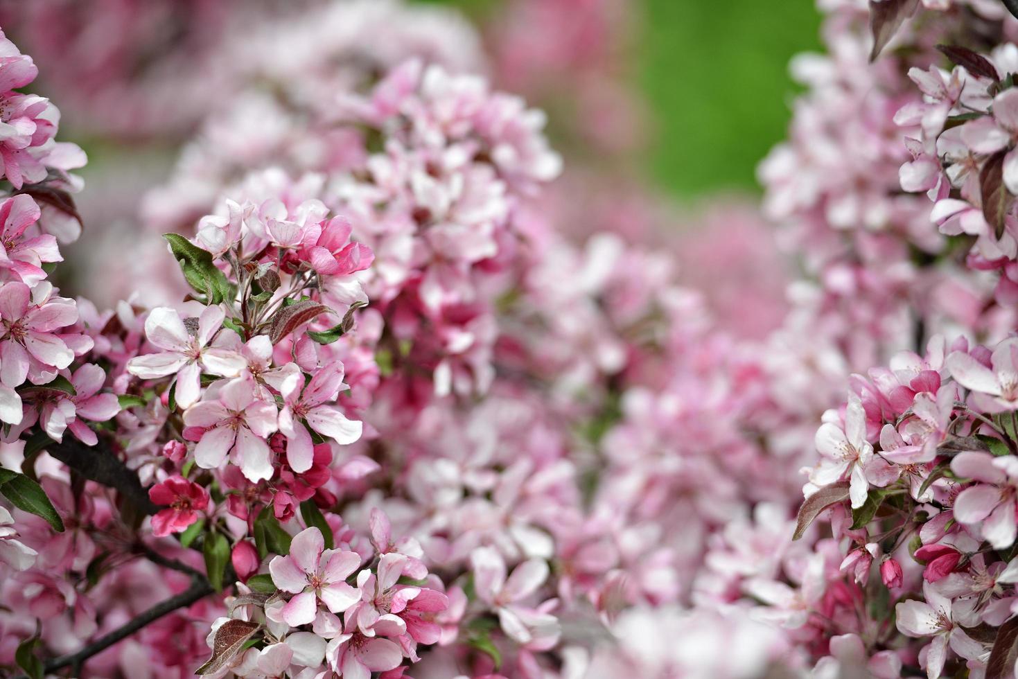 mooie roze bloemen bloeien foto