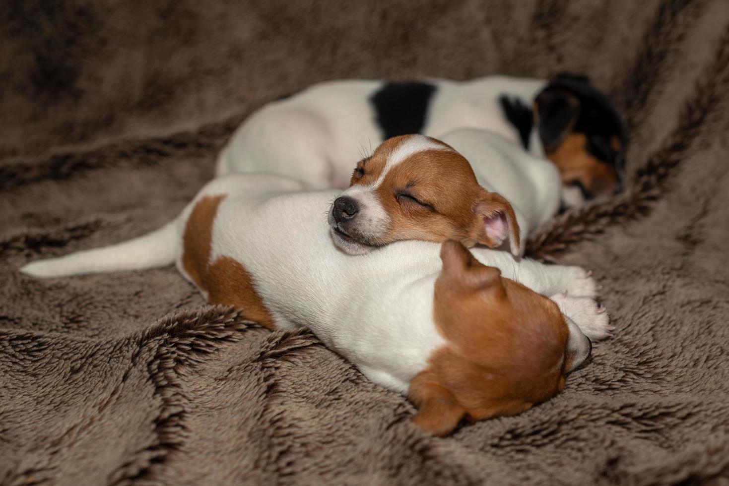 drie jack russell puppy slapen op bruine dekens. foto
