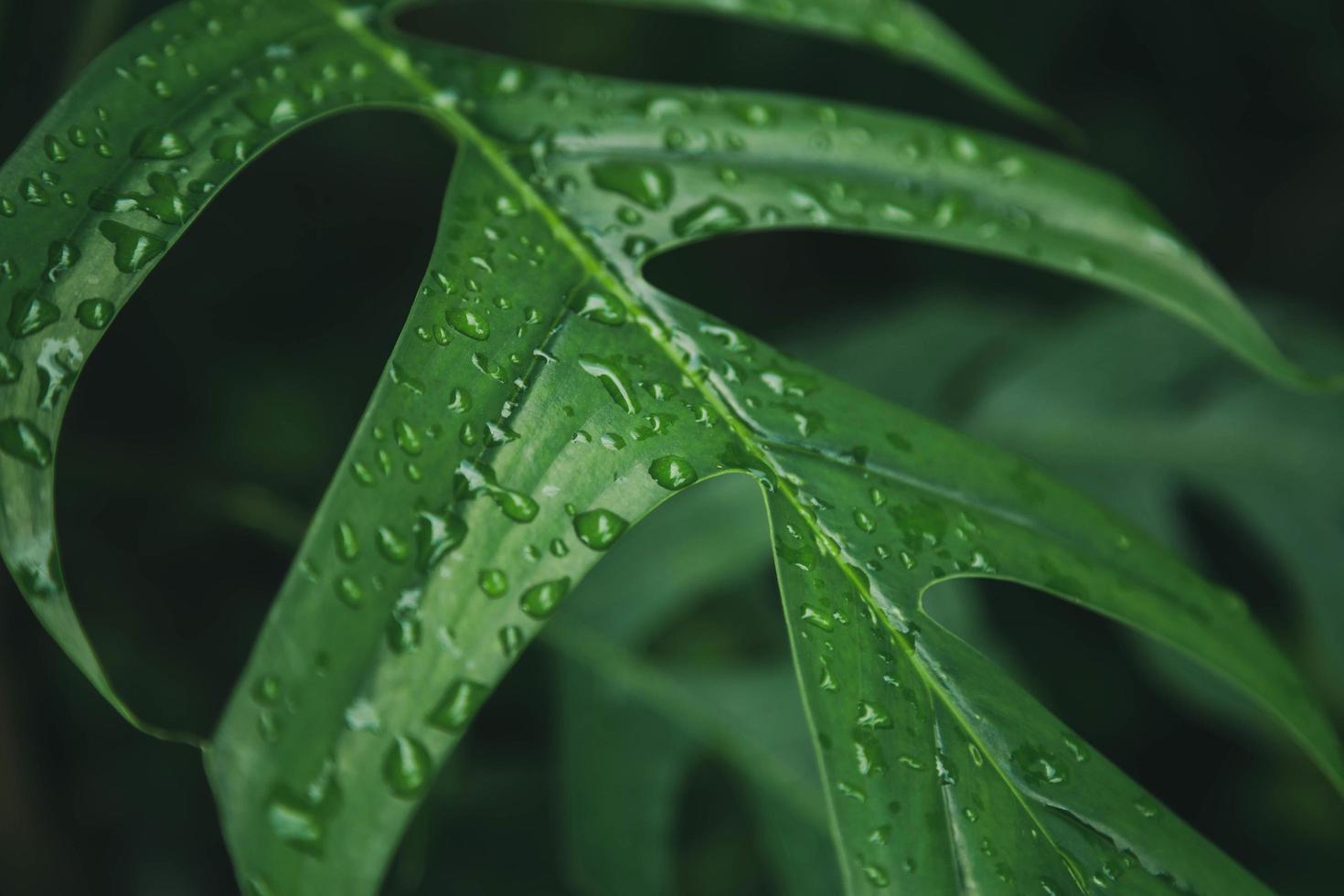 groene bladeren textuur achtergrond met regen waterdruppels foto