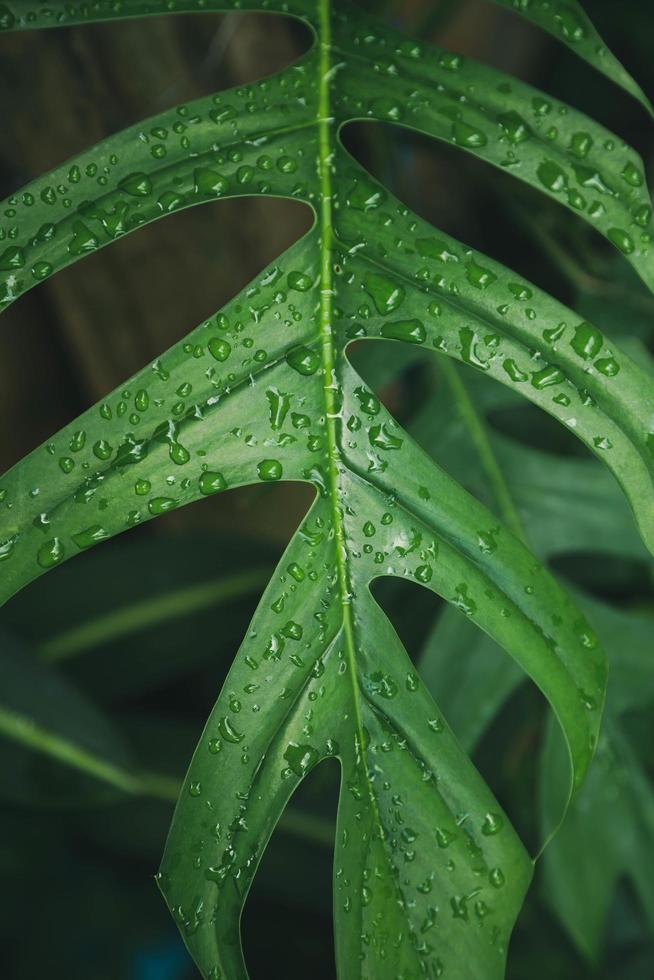 groene bladeren textuur achtergrond met regen waterdruppels foto