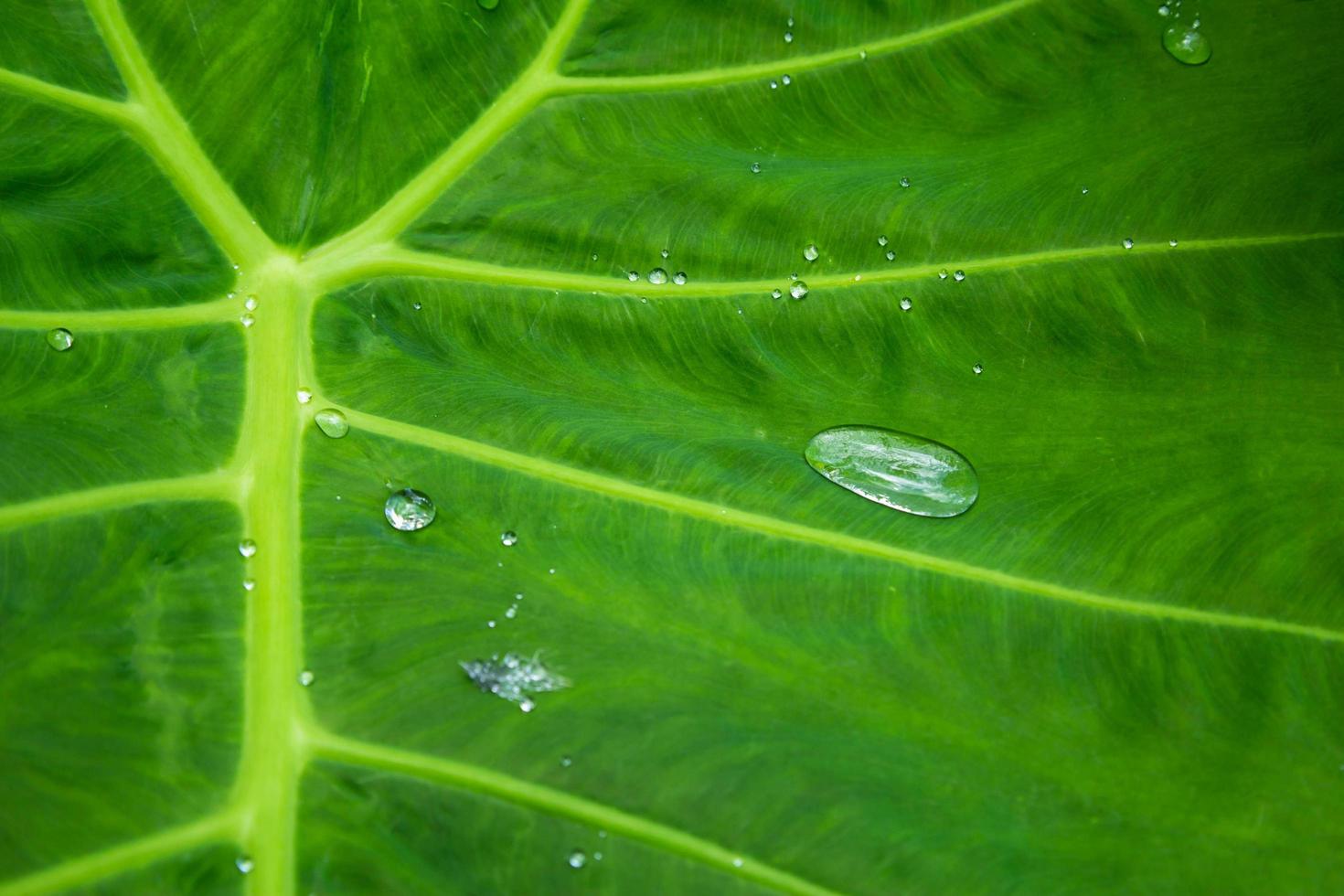 groene bladeren textuur achtergrond met regen waterdruppels foto