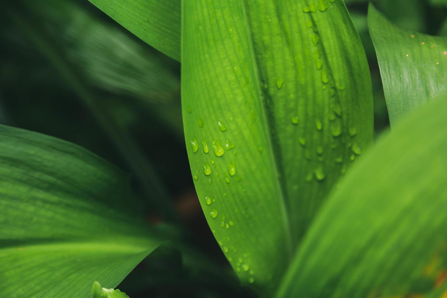 groene bladeren textuur achtergrond met regen waterdruppels foto