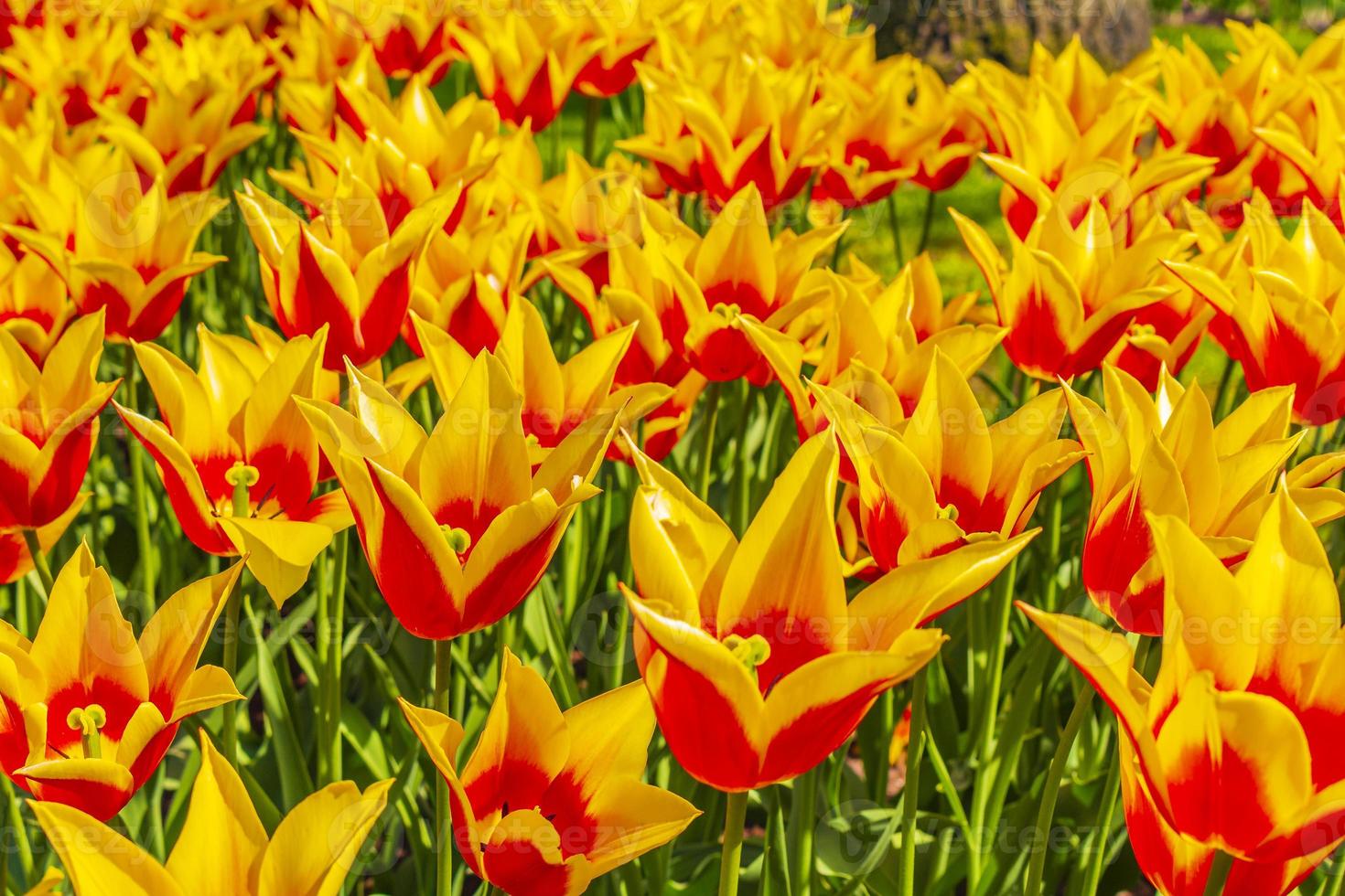 veel kleurrijke tulpen narcissen in keukenhof park lisse holland nederland. foto