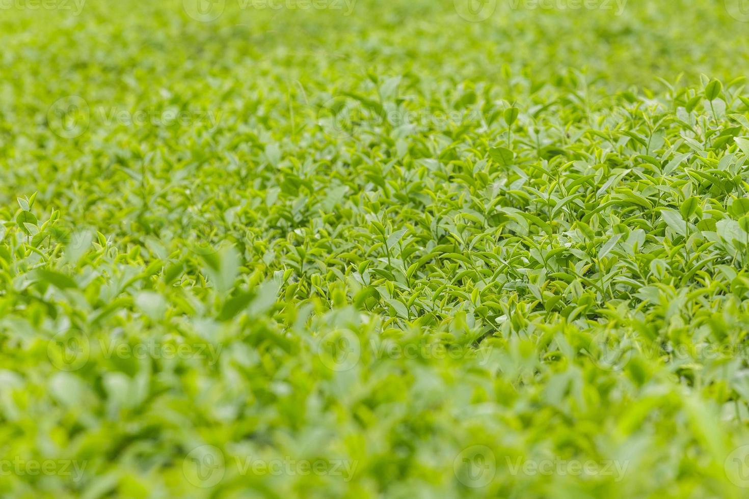 verse groene theeblaadjes in een theeplantage foto