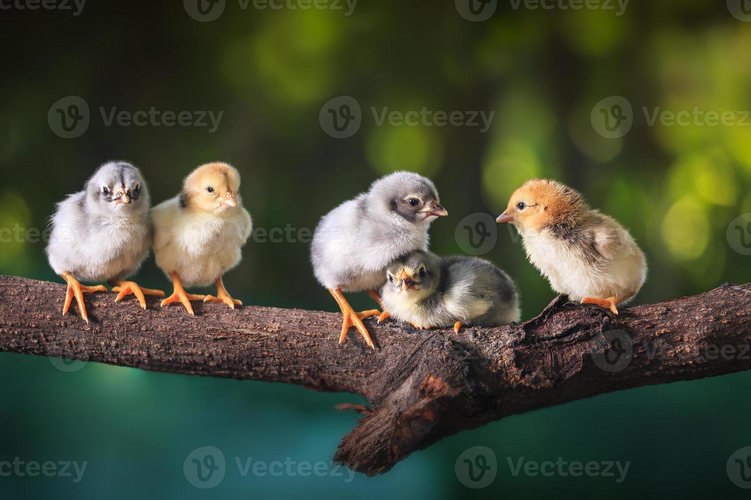 groep schattige kuikens op de takken van de boom foto