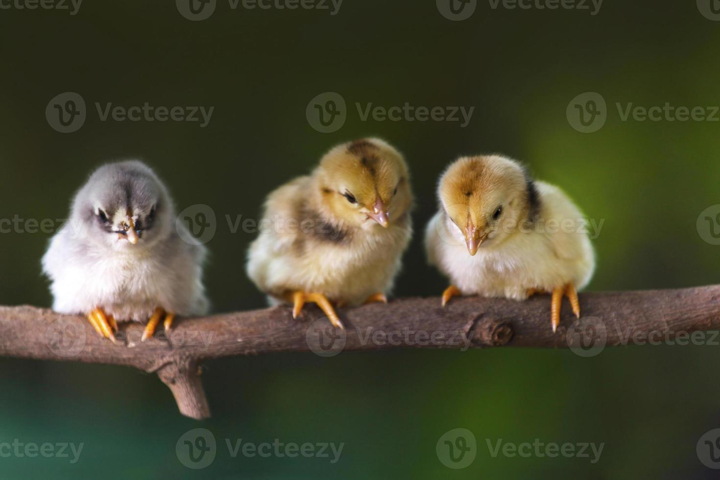 groep schattige kuikens op de takken van de boom foto