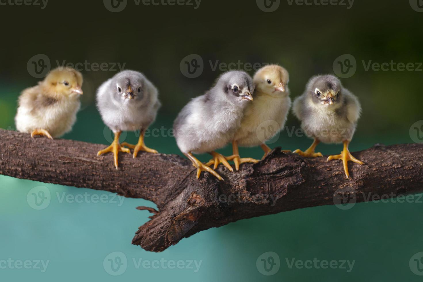 groep schattige kuikens op de takken van de boom foto