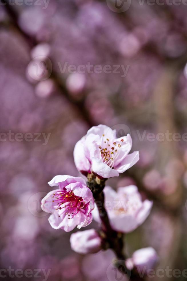 lentebloesems, roze perzikbloemen foto