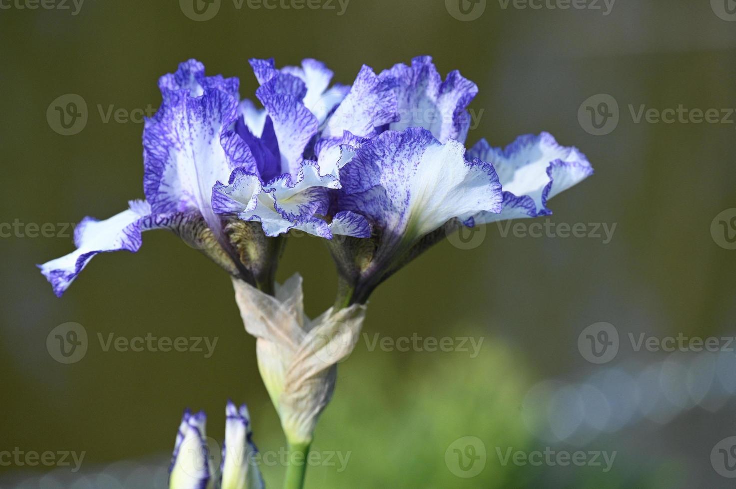 tweekleurige grootbloemige iris foto