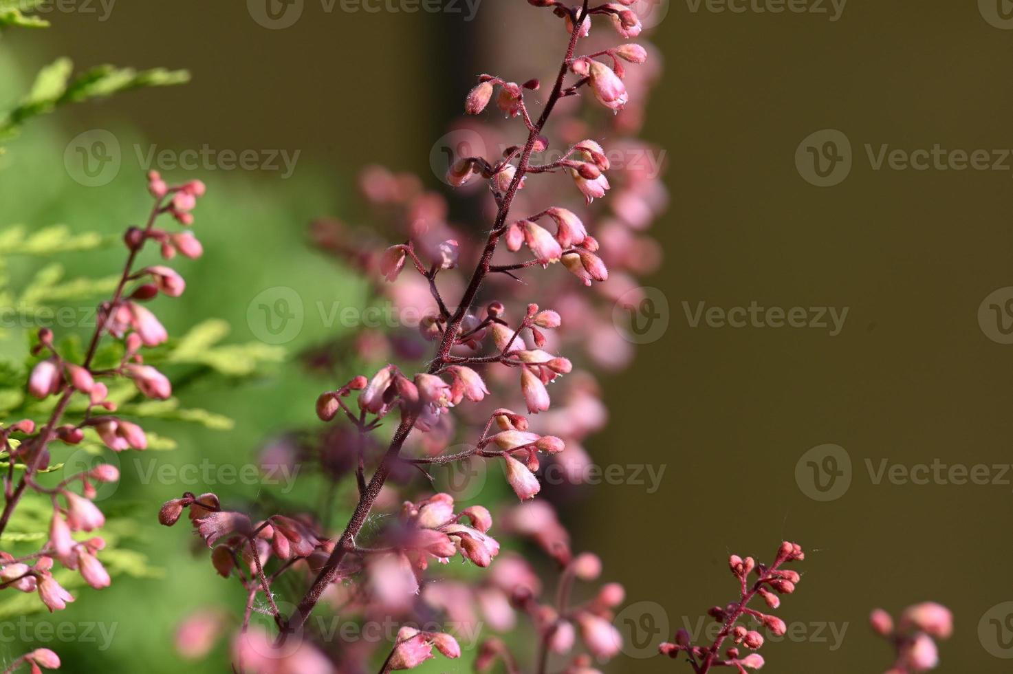 kleine heichera bloeit op een hoge steel foto