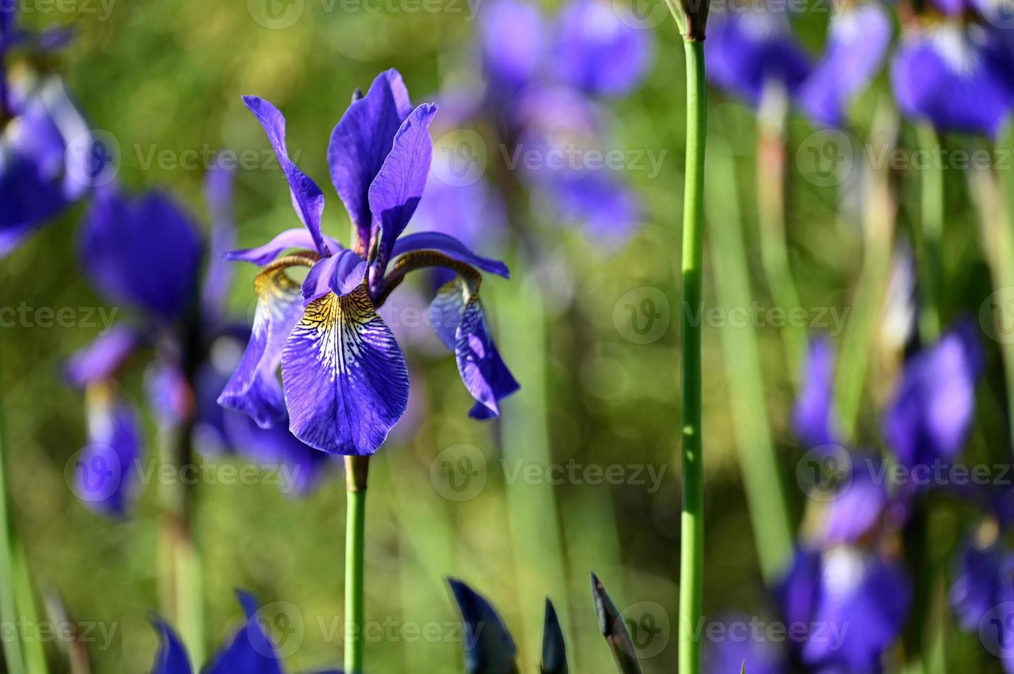 helderblauwe kleinbloemige irissen foto