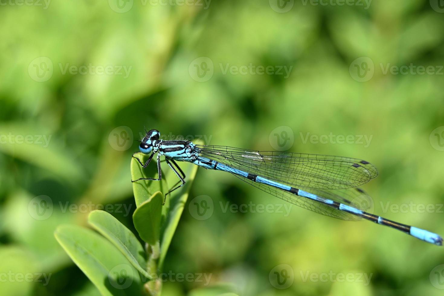 een blauwe libel landt op een groen blad foto