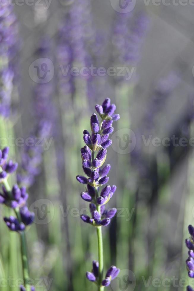 kleine blauwe lavendelbloemetjes op een verticale steel foto